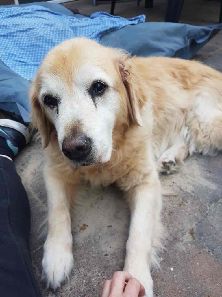 Menopause Magician-Hoe voelt het als je vergeet te voelen-lieve saar-tekstschrijver-wilma vervoort - content schrijven