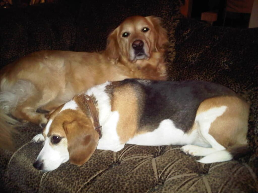 WIlma Vervoort-Tekstschrijver-Content Schrijven-Huisdierenoppas aan huis-2